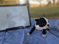 Maverick , a male Boston Terrier for sale in Sumner, IL – 2 of 4