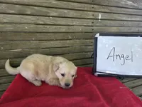 Angel, a female Golden Retriever for sale in Sumner, IL – 2 of 4