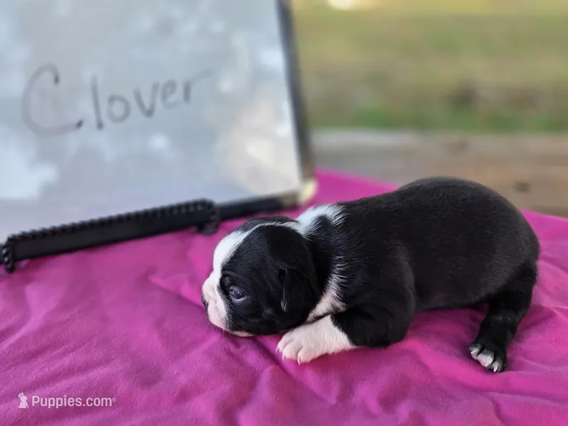 Clover , a female Boston Terrier for sale in Sumner, IL – 1 of 3