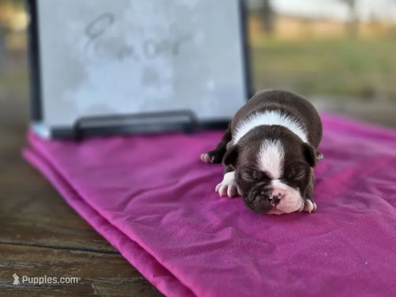 Ember, a female Boston Terrier for sale in Sumner, IL – 1 of 3