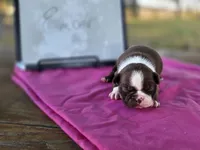 Ember, a female Boston Terrier for sale in Sumner, IL – 1 of 3
