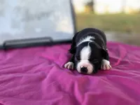 Clover , a female Boston Terrier for sale in Sumner, IL – 3 of 3