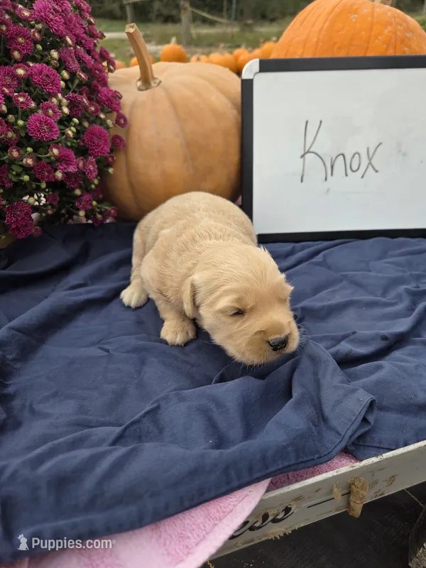 Knox – Golden Retriever puppy for sale in Sumner, IL