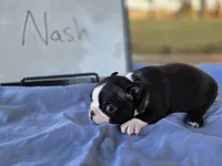 Nash, a male Boston Terrier for sale in Sumner, IL – 2 of 3