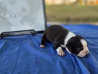 Saint, a male Boston Terrier for sale in Sumner, IL – 3 of 3