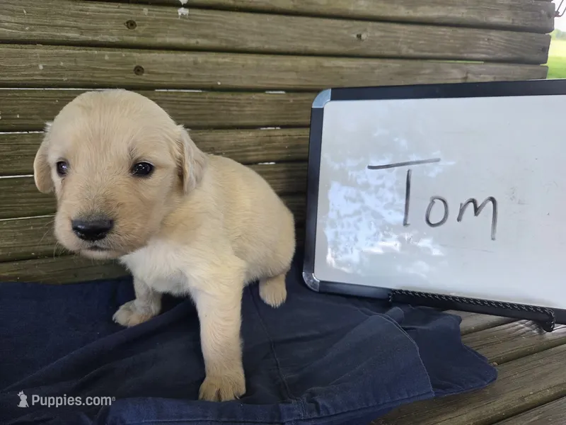 Tom – Golden Retriever puppy for sale in Sumner, IL
