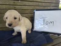 Tom, a male Golden Retriever for sale in Sumner, IL – 1 of 4
