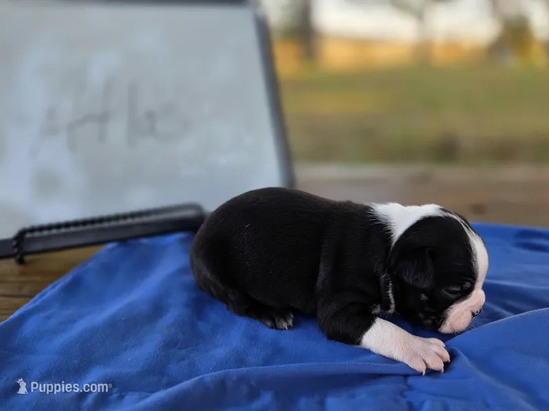 Atlas, a male Boston Terrier for sale in Sumner, IL – 1 of 4