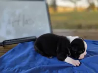 Atlas, a male Boston Terrier for sale in Sumner, IL – 1 of 4