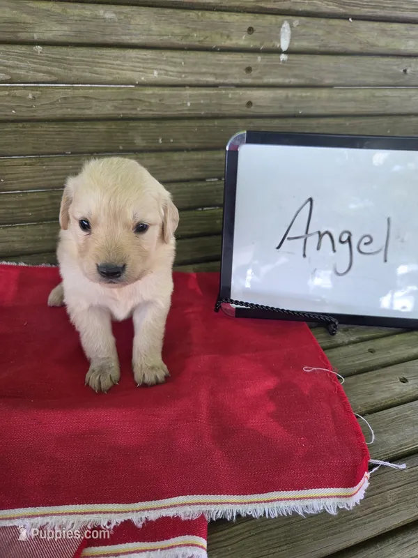 Angel – Golden Retriever puppy for sale in Sumner, IL