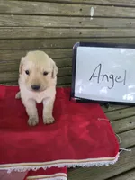 Angel, a female Golden Retriever for sale in Sumner, IL – 1 of 4