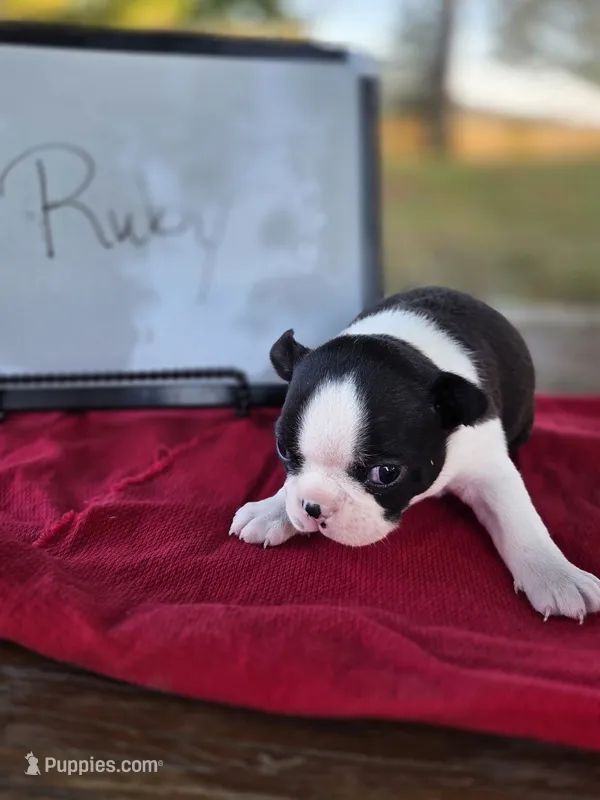 Ruby, a female Boston Terrier for sale in Sumner, IL – 1 of 3