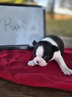Ruby, a female Boston Terrier for sale in Sumner, IL – 1 of 3