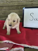 SADIE, a female Golden Retriever for sale in Sumner, IL – 3 of 4