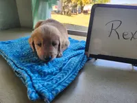 Rex, a male Golden Retriever for sale in Sumner, IL – Photo 2 of 3