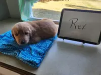 Rex, a male Golden Retriever for sale in Sumner, IL – Photo 3 of 3
