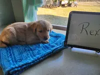 Rex, a male Golden Retriever for sale in Sumner, IL – Photo 1 of 3