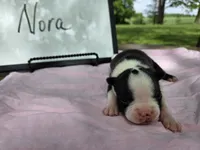 Nora, a female Boston Terrier for sale in Sumner, IL – 1 of 3