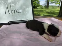 Nora, a female Boston Terrier for sale in Sumner, IL – 2 of 3