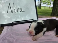 Nora, a female Boston Terrier for sale in Sumner, IL – 3 of 3