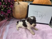 Ivy, a female Cockapoo for sale in Sumner, IL – 3 of 5