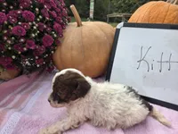 Kitt, a female Cockapoo for sale in Sumner, IL – 3 of 4