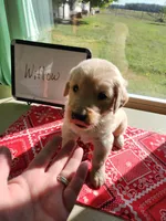 Willow, a female Golden Retriever for sale in Sumner, IL – Photo 3 of 3