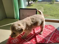 Willow, a female Golden Retriever for sale in Sumner, IL – Photo 2 of 3