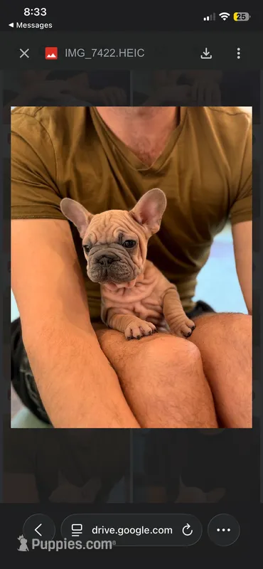 Goliath  – French Bulldog puppy for sale in Los Angeles, CA