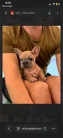 Goliath , a male French Bulldog for sale in Los Angeles, CA – 1 of 9