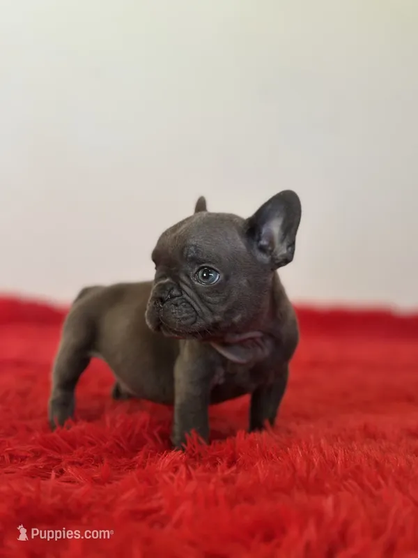 Bingo – French Bulldog puppy for sale in Los Angeles, CA
