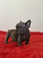 Bingo, a male French Bulldog for sale in Los Angeles, CA – 1 of 8