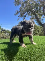 Dolly, a female English Bulldog for sale in Los Angeles, CA – 3 of 5