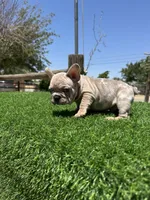 Thor, a male French Bulldog for sale in Los Angeles, CA – 7 of 7