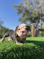 ROLLZ, a female English Bulldog for sale in Los Angeles, CA – 9 of 10
