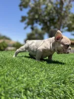 Thor, a male French Bulldog for sale in Los Angeles, CA – 2 of 7