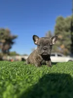 Bingo, a male French Bulldog for sale in Los Angeles, CA – 4 of 7