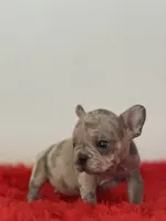 Dolly, a female French Bulldog for sale in Los Angeles, CA – 3 of 7