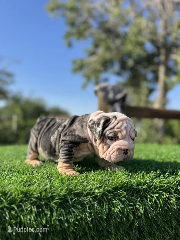 ROLLZ – English Bulldog puppy for sale in Los Angeles, CA