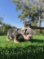 ROLLZ, a female English Bulldog for sale in Los Angeles, CA – 3 of 10