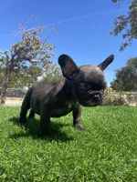 Shadow, a male French Bulldog for sale in Los Angeles, CA – 4 of 4