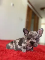 Spots , a female French Bulldog for sale in Los Angeles, CA – 4 of 7