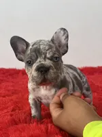 Spots , a female French Bulldog for sale in Los Angeles, CA – 7 of 7