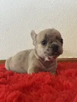 MooMoo, a female French Bulldog for sale in Los Angeles, CA – 3 of 4