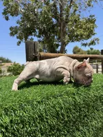 Thor, a male French Bulldog for sale in Los Angeles, CA – 3 of 7