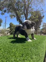 Sully, a male English Bulldog for sale in Los Angeles, CA – 2 of 5