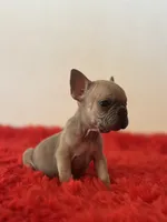 Cruella, a female French Bulldog for sale in Los Angeles, CA – 4 of 4