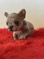 Dolly, a female French Bulldog for sale in Los Angeles, CA – 2 of 7