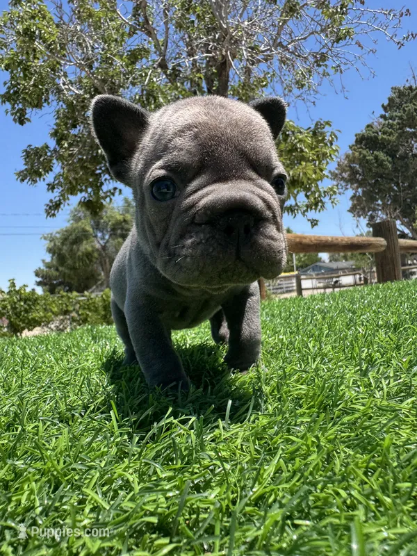 TINY – French Bulldog puppy for sale in Los Angeles, CA