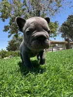 TINY, a female French Bulldog for sale in Los Angeles, CA – 1 of 6